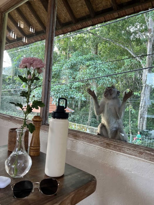 A monkey at the open window beside a table with flowers at Cafe Lilu